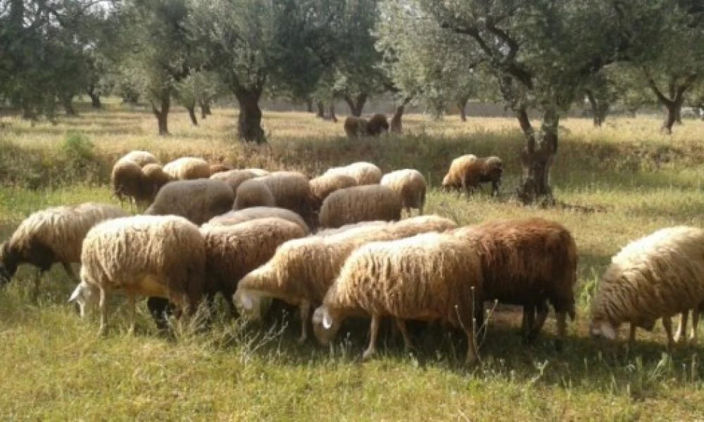 Ευλογιά των αιγοπροβάτων - Νέο κρούσμα στον Αλμυρό σε ποιμνιοστάσιο με 600 ζώα